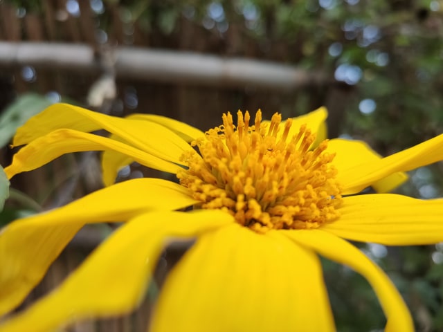 Hasil foto kamera smartphone Oppo Reno2 dengan fitur Ultra Macro. Foto: Fitra Andrianto/kumparan
