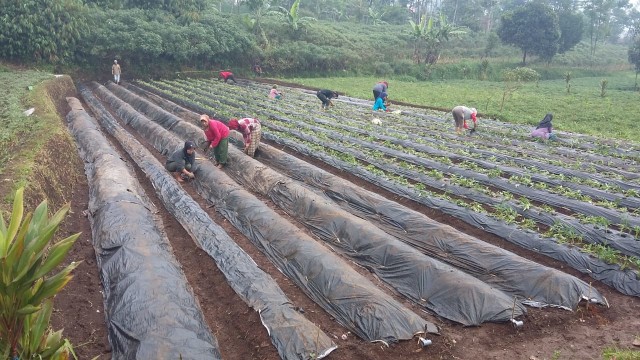 com-Budidaya Ubi Cilembu Sumedang Foto: Dok. Dirjen TP