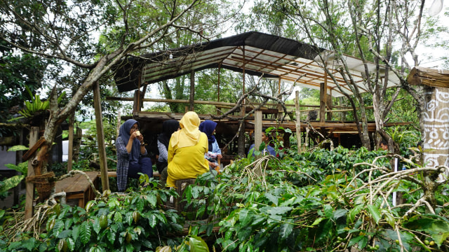 Ilustrasi petani kopi di Pegunungan Gayo, Aceh, Sumatera. Foto: Zuhri Noviandi/kumparan
