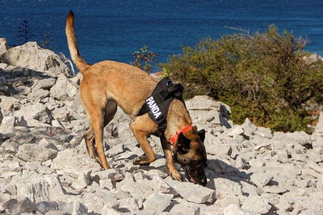 Salah satu anjing yang menemukan makam berusia 3 ribu tahun di Kroasia. Foto: Dok. University of Zadar
