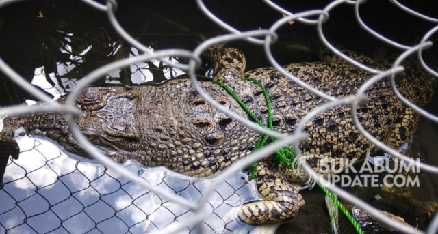 Buaya Sungai Cikaso yang ditangkap warga. | Sumber Foto: Ragil Gilang.