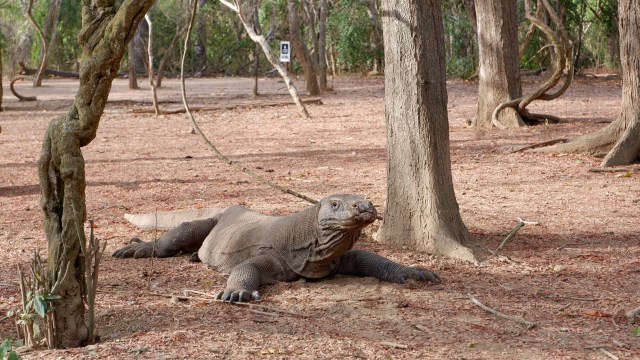 Salah satu komodo yang ada di Pulau Komodo, Labuan Bajo, Nusa Tenggara Timur. Foto: Andari Novianti/kumparan