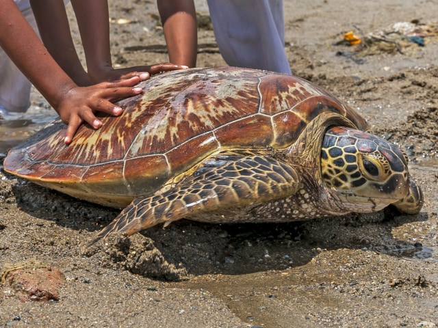 Penyu yang diselamatkan dua bocah di Pantai Kampung Lere, Palu, Sulawesi Tengah, Minggu (27/10/2019). Foto: ANTARA FOTO/Basri Marzuki