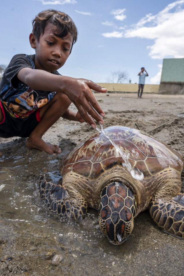 Salah seorang anak menyiram penyu dengan air agar tetap bertahan di Pantai Kampung Lere, Palu, Sulawesi Tengah, Minggu (27/10/2019). Foto: ANTARA FOTO/Basri Marzuki