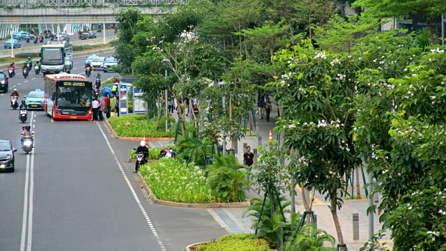 Bunga pohon Tabebuya dengan warna putih menghiasi jalanan sepanjang Jalan Sudirman, Foto: Nugroho Sejati/kumparan