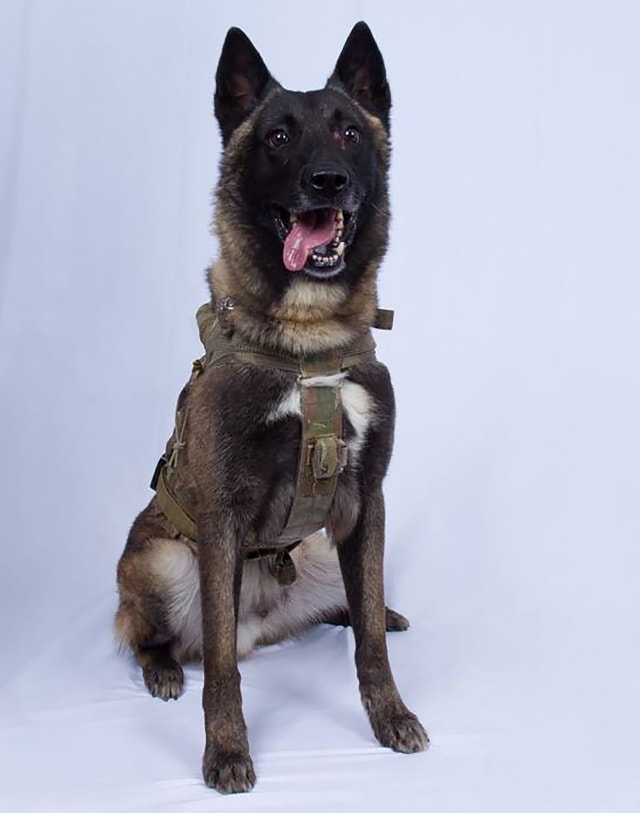 Anjing milik Delta Force AS. Foto: Reuters