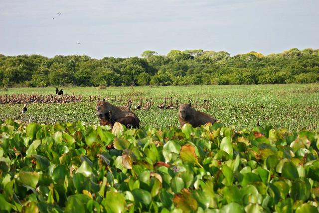 Los Llanos (www.hike-venezuela.com)