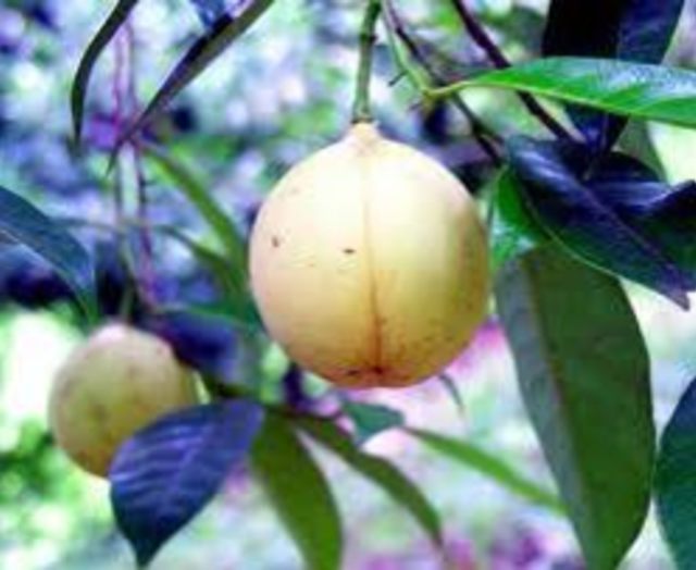 Buah Pala. Dok : Ama