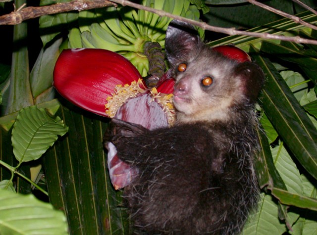 Aye-aye. Sumber gambar: Wikimedia Commons.