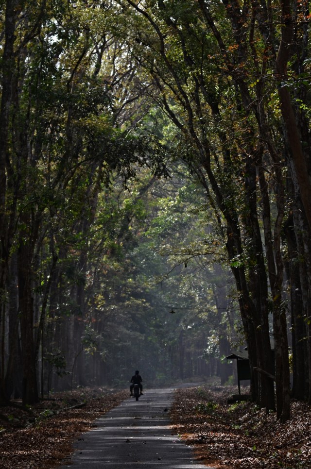 Suasana di Taman Nasional Alas Purwo, Banyuwangi. Foto: Dionesia Ika 