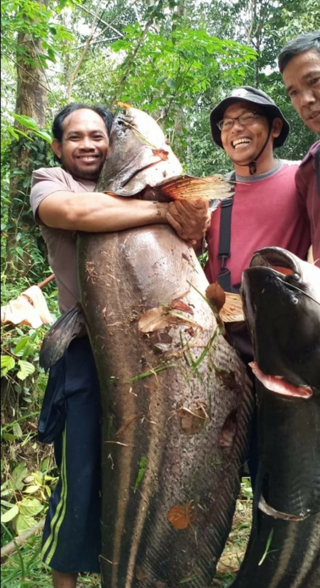 Ikan tapang paling berat yang berhasil ditangkap setara manusia. Beratnya 54 dan 56 kilogram. Foto: Dokumen Muhamad
