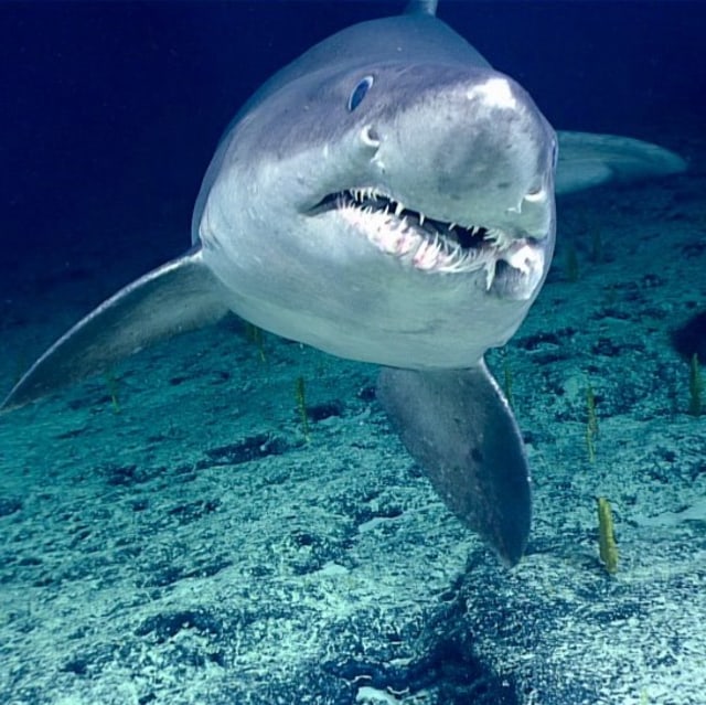 Ilustrasi hiu. Foto: NOAA Ocean Exploration & Research/Flickr