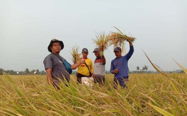 Petani desa rias saat melakukan panen raya padi. (Md4)