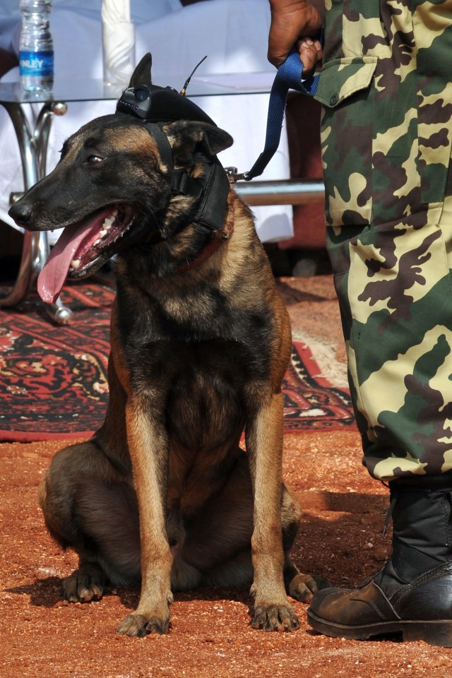Ilustrasi anjing Belgian Malinois. Foto: AFP