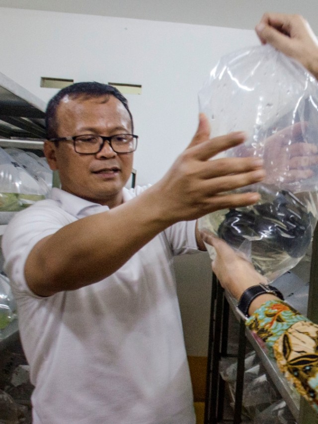 Menteri Kelautan dan Perikanan Edhy Prabowo saat meninjau budi daya ikan hias di Aquazone Indonesia, Bandung, Jawa Barat, Sabtu (2/11/2019). Foto: ANTARA FOTO/Novrian Arbi