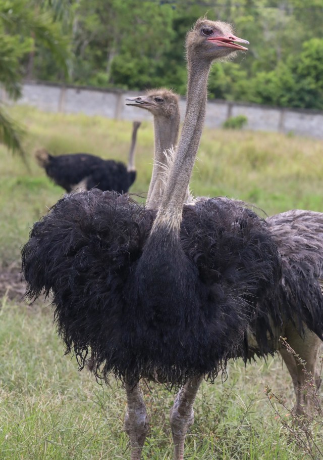 Burung Unta di Taman Safari Gurun Putih Lestari di Jantho, Aceh Besar. Foto: Suparta/acehkini