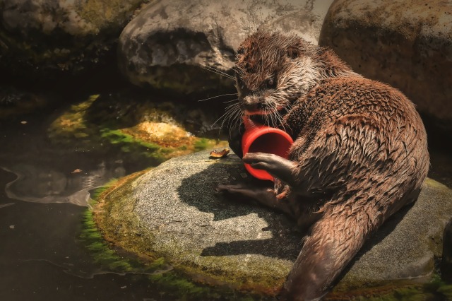 Ilustrasi berang-berang Foto: Pixabay/Alexas