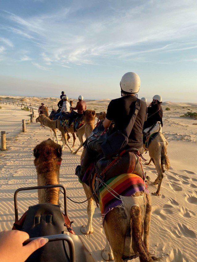 Camel riding di Birubi Beach, New South Wales, Australia. Foto: Toshiko Potoboda/kumparan