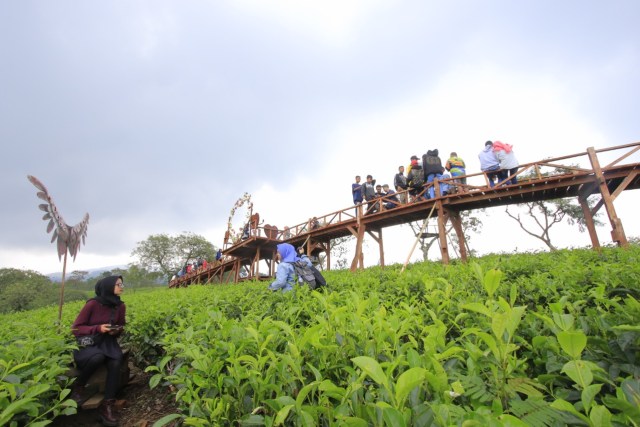 Suasana di kebun teh wonosari, lawang, kabupaten malang. Foto: bayu eka novanta/tugumalang.id