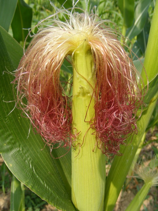 Ilustrasi rambut kemaluan. Foto: pixabay