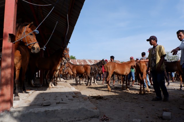 Kabupaten Jeneponto identik dengan hewan kuda (Foto: dok. MakassarLapar).