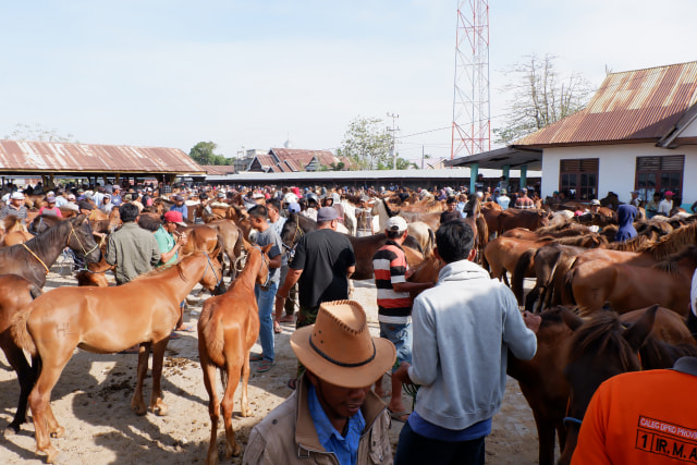 Pasar Hewan Tolo, pasar kuda terbesar di Sulawesi Selatan (Foto: dok. MakassarLapar).