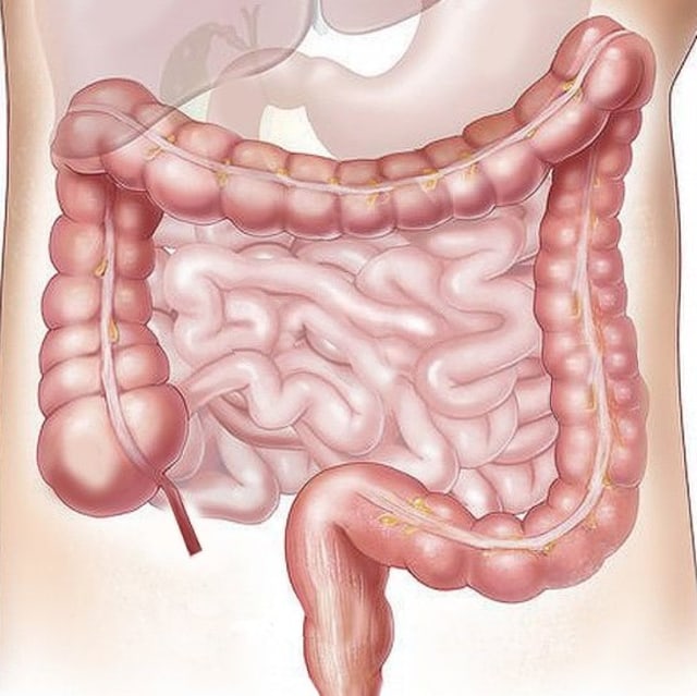 Saluran pencernaan tubuh manusia. Foto: Elionas2 via pixabay