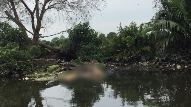 Bangkai babi di Sungai Berderah, Medan. Foto: Dok. Istimewa