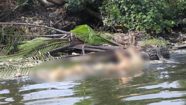 Bangkai babi yang mengambang di Sungai Berderah, Medan. Foto: Dok. Istimewa