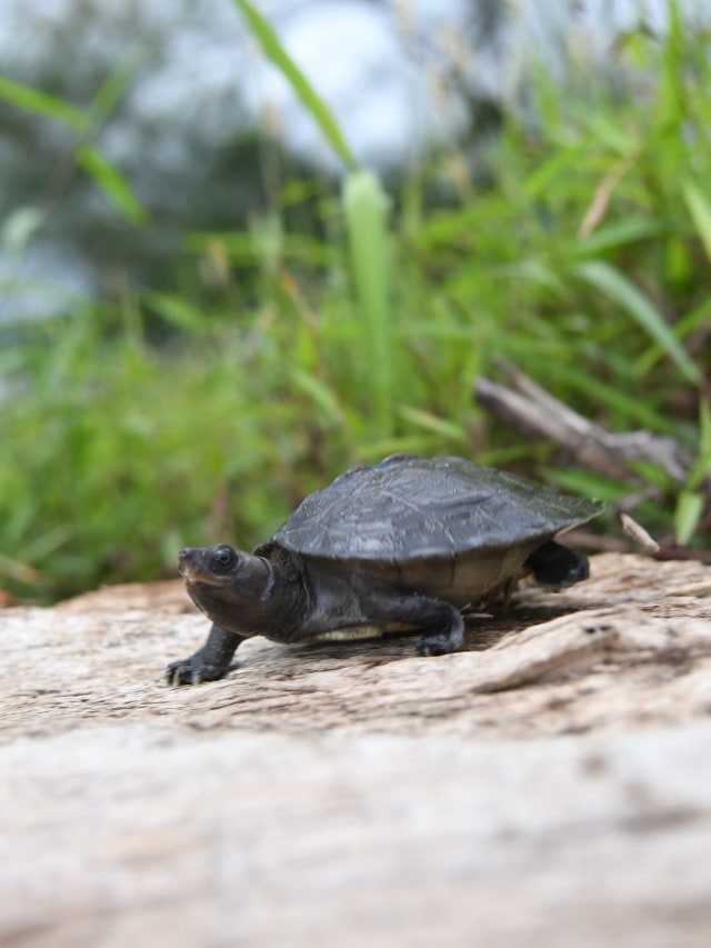 Salah satu Tuntong laut (Batagur borneoensis) yang diliarkan di Hilir Sungai Tamiang, Desa Pusung Kapal, Seruway, Aceh Tamiang, Aceh, Rabu (6/11/2019). Foto: ANTARA FOTO/Muhammad Adimaja
