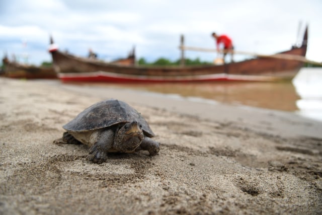 Pelepas liaran anak Tuntong laut (Batagur borneoensis) di area Desa Pusung Kapal, Seruway, Aceh Tamiang, Aceh, Rabu (6/11/2019). Foto: ANTARA FOTO/Muhammad Adimaja