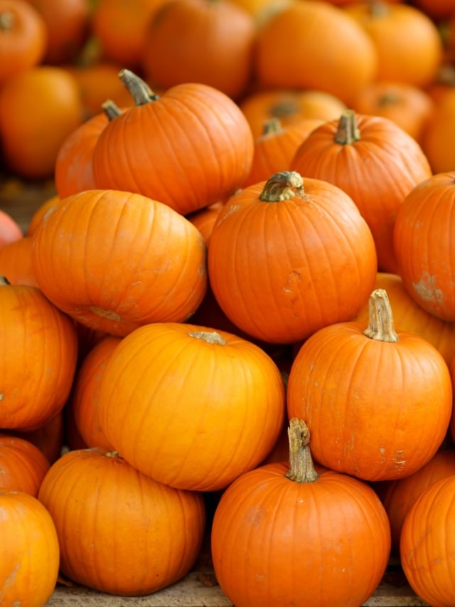 Labu Potrait Foto: Shutter Stock