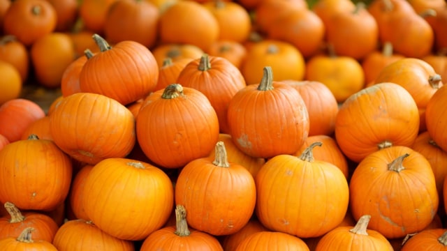 Labu Parang Foto: Shutter Stock