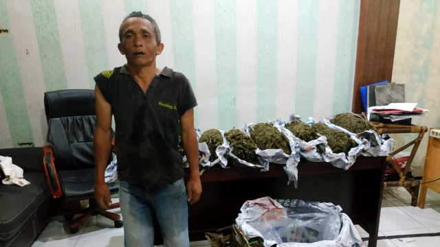 Bandar ganja, Bersatu Ginting, saat diamankan bersama barang bukti 8.5 kg Ganja di Desa Ujung Teran, Kecamatan Merdeka, Karo, Rabu (6/11). Foto: Dok. Istimewa