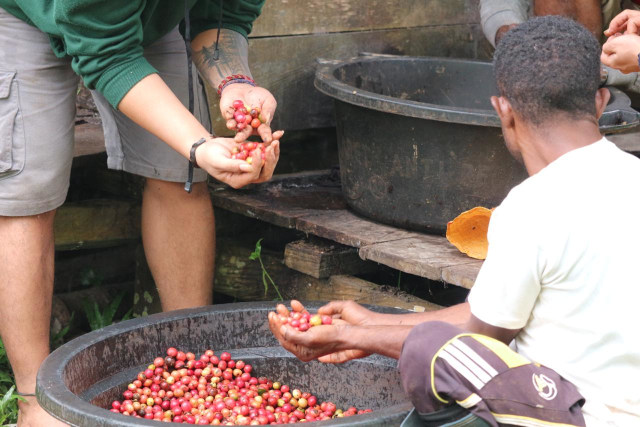 Petani kopi Ambaidiru Serui. (BumiPapua.com/Agies Pranoto) 