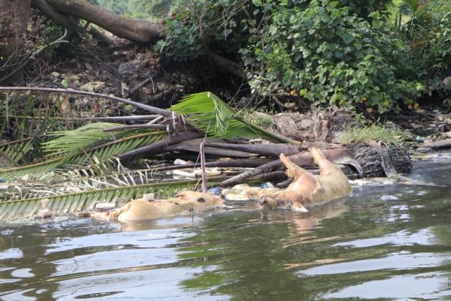 Bangkai babi yang mengambang di Sungai Berderah, Medan. Foto: Dok. Istimewa