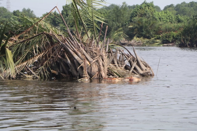 Bangkai babi yang mengambang di Sungai Berderah, Medan. Foto: Dok. Istimewa