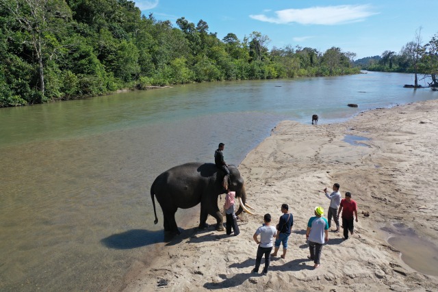 Peserta Camp 100 Tenda di CRU Sampoiniet berfoto dengan gajah jinak di sungai dalam pekarangan CRU, Aceh Jaya. Foto: Abdul Hadi/acehkini