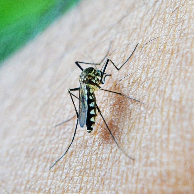 Ilustrasi nyamuk aedes aegypti. Foto: nuzree via Pixabay