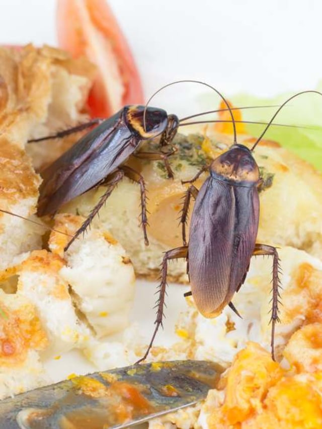 Ilustrasi kecoak. Foto: Shutterstock