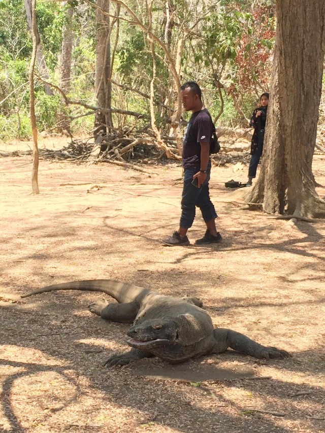 Pengunjung melihat komodo di Taman Nasional Komodo, Labuan Bajo, Flores, Nusa Tenggara Timur.  Foto: Ema Fitriyani/kumparan