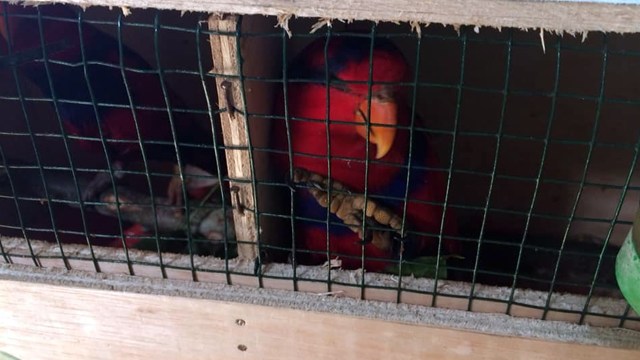 Burung Nuri Talaud atau dikenal dengan nama Sampiri yang dikembalikan ke habitat asalnya di Pulau Karakelang, Talaud, Sulawesi Utara (Foto: istimewa)