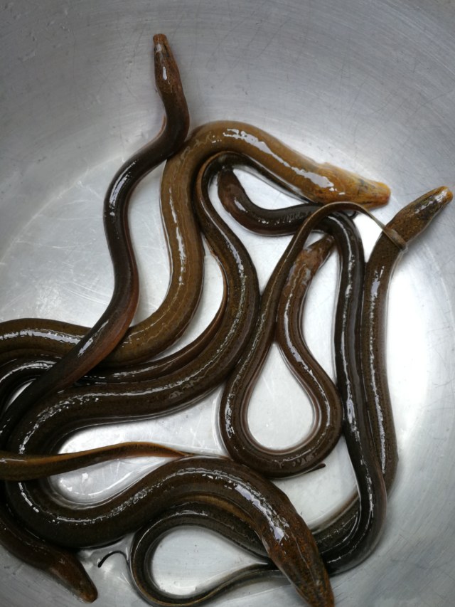 Ilustrasi belut. Foto: Shutter Stock