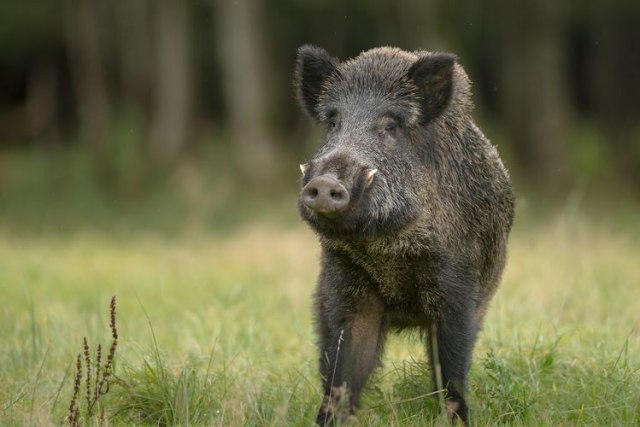 Ilustrasi babi hutan. (foto: shutterstock)