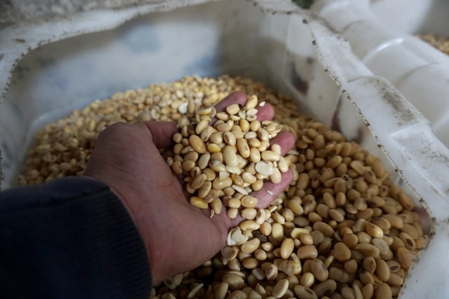 Pekerja memilih kedelai untuk dijadikan tahu di industri rumahan kawasan Duren Tiga, Jakarta, Senin (18/11).  Foto: Iqbal Firdaus/kumparan 