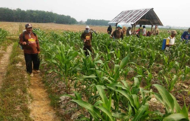 com-Kementan Kendalikan Hama  Dengan Teknologi Ramah Lingkungan. Foto: Dok. Ditjen TP.