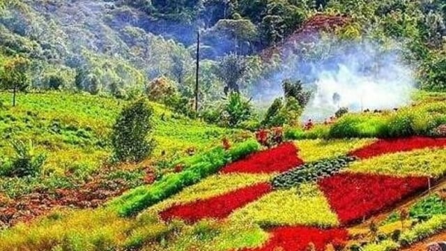 Taman bunga di Merangin. Foto: Ist