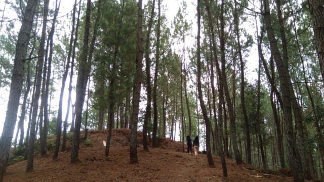 Kawasan hutan pinus Bukit Lenong menjadi salah satu destinasi wisata baru di Mamasa. Foto: Frendy/sulbarkini
