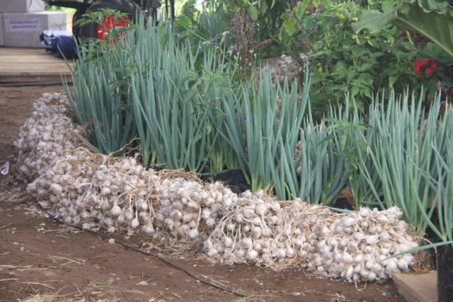 Tanaman bawang putih yang tumbuh di ketinggian Gunung Sumbing di Kecamatan Selopampang, Kabupaten Temanggung. Foto: ari