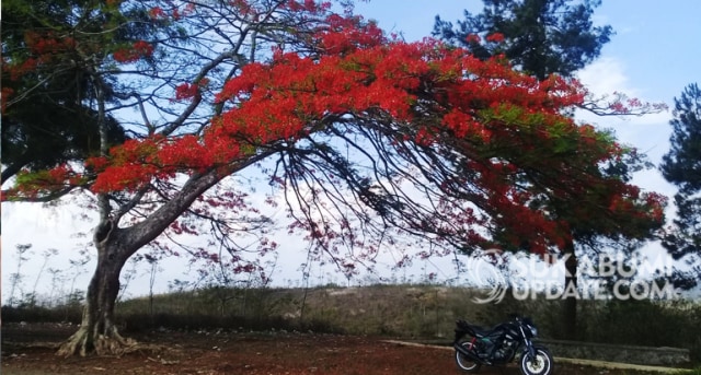 Bunga berwarna merah mencolok dari pohon flamboyan di Kampung Cingenca RT 16/05 Desa Cilangkap, Kecamatan Lengkong, Kabupaten Sukabumi. | Sumber Foto:Ragil Gilang.